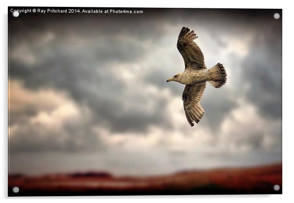 Seagull Acrylic by Ray Pritchard