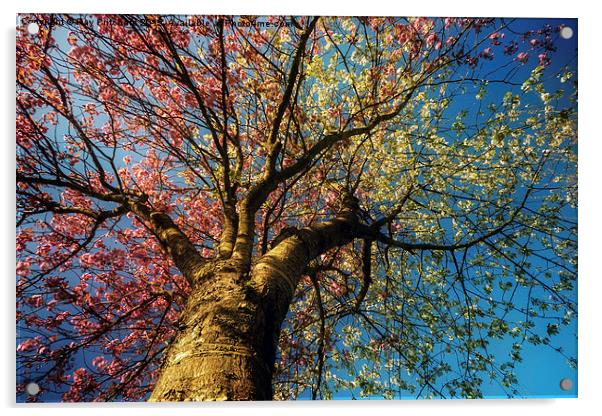 Blossom Tree in Jarrow Acrylic by Ray Pritchard