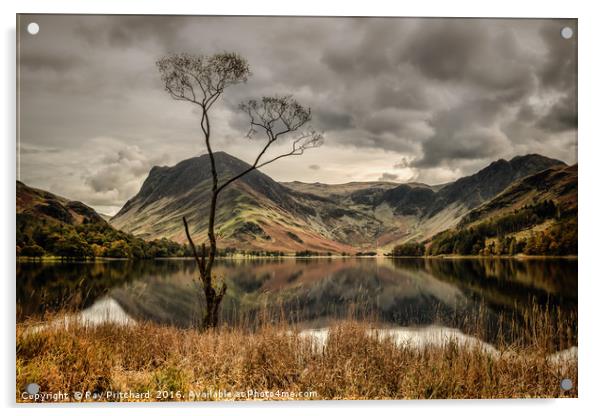 The Lone Tree at Buttermere Acrylic by Ray Pritchard