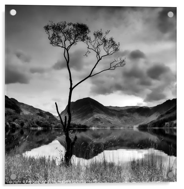 Lone Tree at Buttermere Acrylic by Ray Pritchard