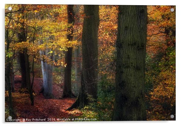 Autumn Colours Acrylic by Ray Pritchard