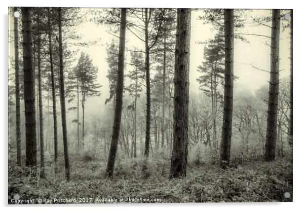 Misty Woods Acrylic by Ray Pritchard