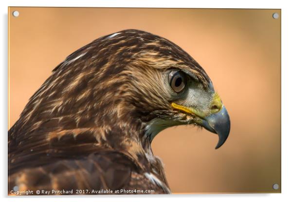 Red Tailed Hawk Acrylic by Ray Pritchard