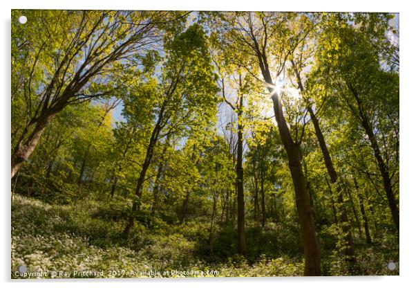 Penshaw Woods  Acrylic by Ray Pritchard