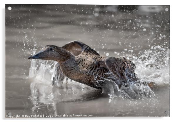 Take Off Acrylic by Ray Pritchard