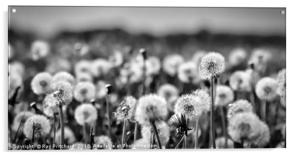 Dandelions  Acrylic by Ray Pritchard