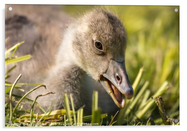 Greylag Gosling  Acrylic by Ray Pritchard