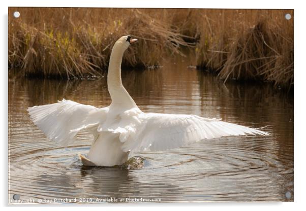 Graceful Swan Acrylic by Ray Pritchard