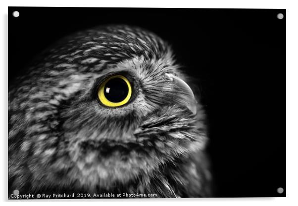 Little Owl Portrait  Acrylic by Ray Pritchard