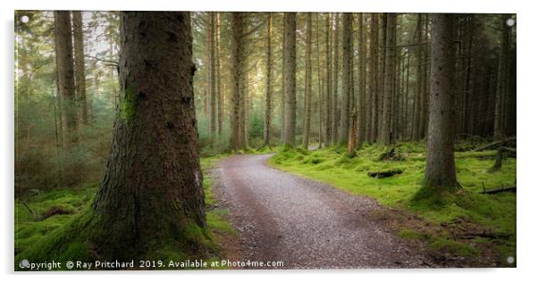 Whinlatter Forest Acrylic by Ray Pritchard