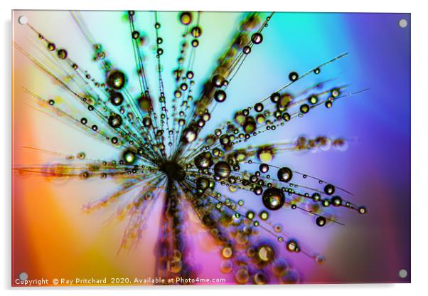 Dandelion Seed With Water Drops  Acrylic by Ray Pritchard