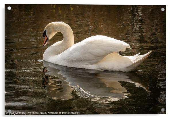Swan  Acrylic by Ray Pritchard