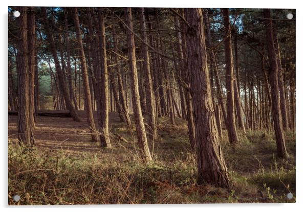 Formby Pinewoods  Acrylic by James Harrison