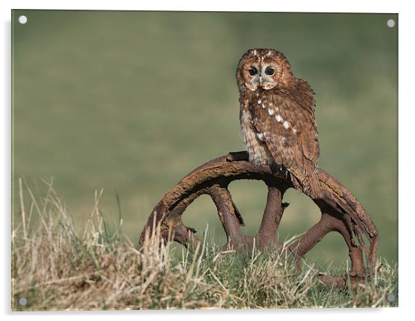  Tawny Owl On Rusty Wheel Acrylic by Mike Hudson