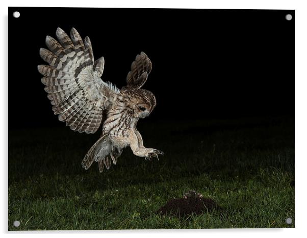   Tawny Owl Hunting Acrylic by Mike Hudson