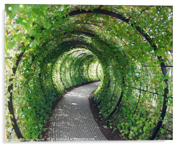 Tunnel of Ivy  Acrylic by Jacqui Farrell