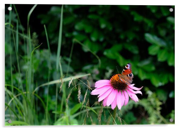 Echinacea Flower with Butterfly  Acrylic by Jacqui Farrell