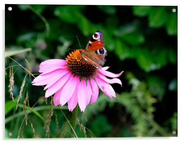 Echinacea Flower with Butterfly  Acrylic by Jacqui Farrell