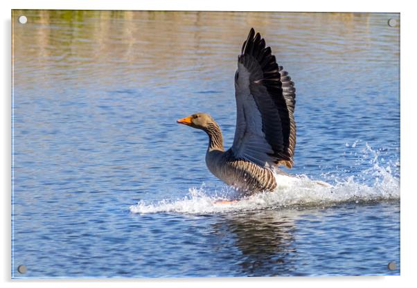 Greylag goose (Anser anser) Acrylic by chris smith