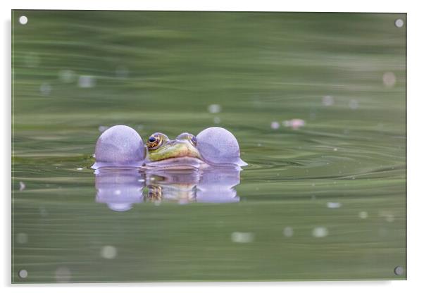 Marsh frog (Pelophylax ridibundus) Acrylic by chris smith