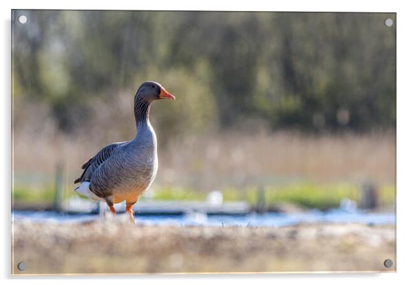 Greylag goose (Anser anser) Acrylic by chris smith
