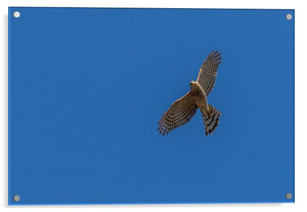 Kestrel (Falco tinnunculus) Acrylic by chris smith