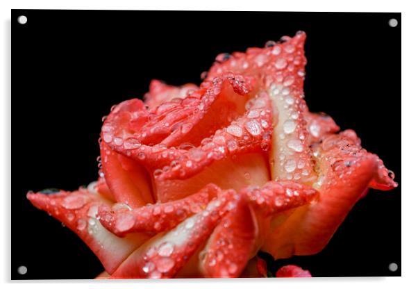 Rose with rain drops Acrylic by chris smith