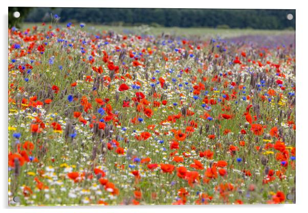 wildflower meadow Acrylic by chris smith