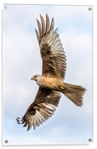 Rare white-coloured red kite Acrylic by chris smith