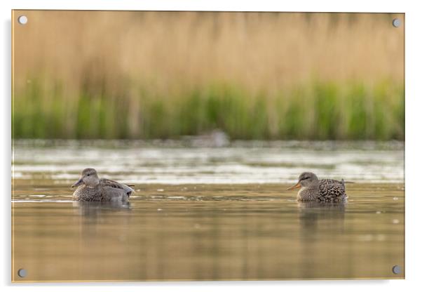 Gadwall (Anas strepera) Acrylic by chris smith