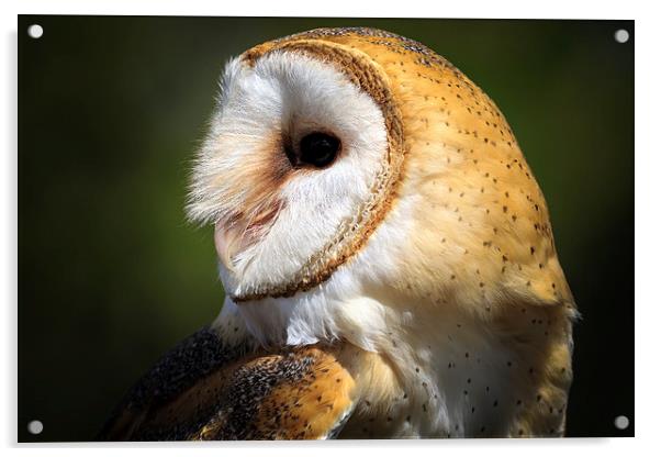 wild barn owl Acrylic by chris smith