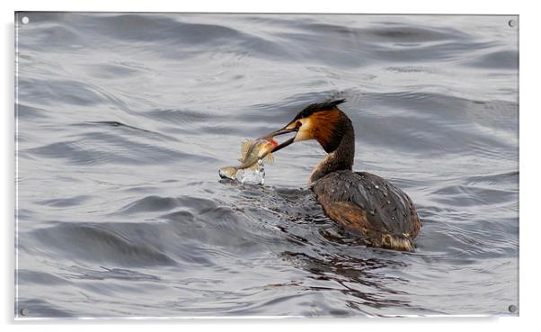 Great crested grebe Acrylic by chris smith