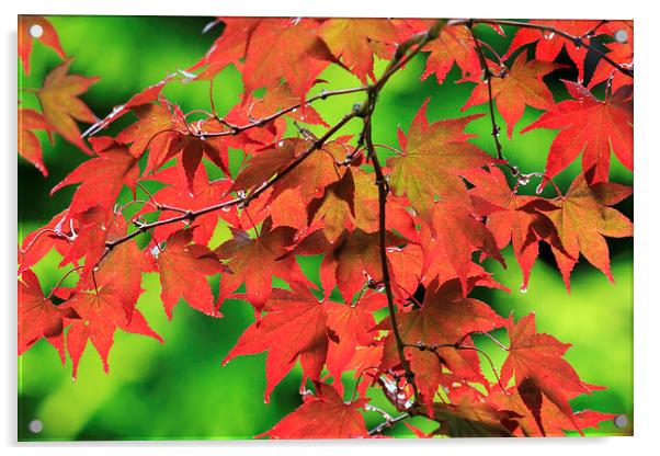 Autumn maple leaves  Acrylic by chris smith
