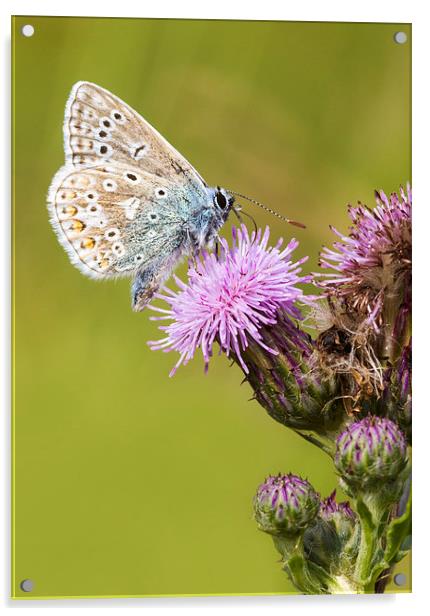 common blue, Butterfly Acrylic by chris smith