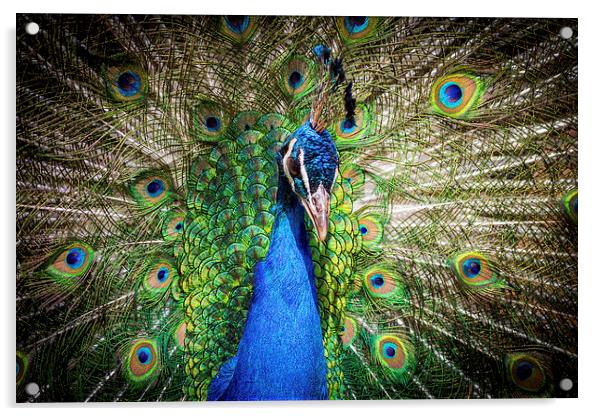 peacock. Acrylic by chris smith