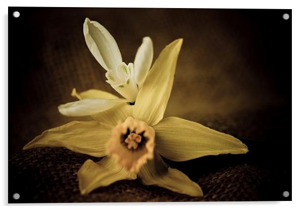  Vintage Daffodil and Snowdrop Acrylic by chris smith