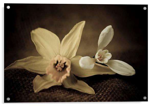  Vintage Daffodil and Snowdrop. Acrylic by chris smith