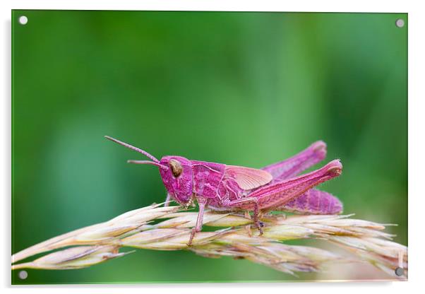 Pink Grasshopper.  Acrylic by chris smith