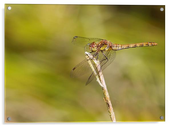 Dragonfly Acrylic by chris smith