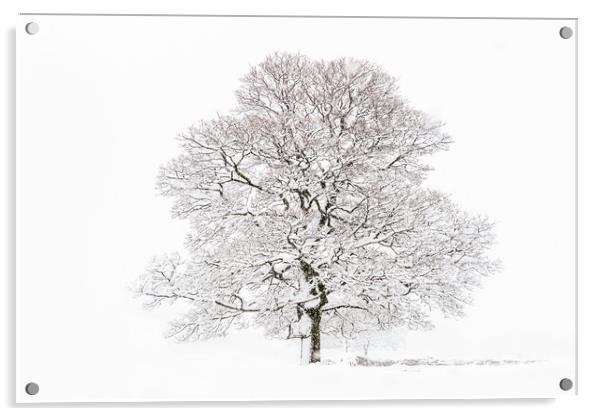 Winter Tree Acrylic by chris smith
