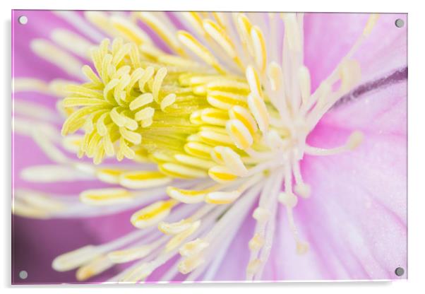 clematis  Acrylic by chris smith