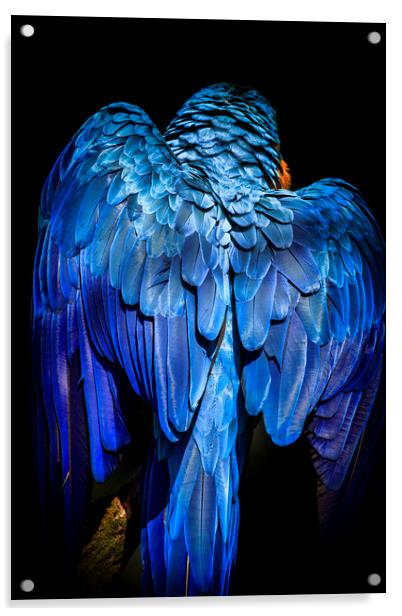 Blue-and-yellow macaw  Acrylic by chris smith