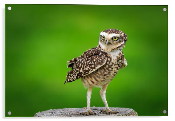 Burrowing owl (Athene cunicularia) Acrylic by chris smith