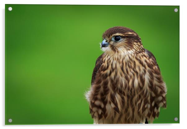 Merlin (Falco columbarium)  Acrylic by chris smith