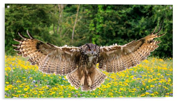 Eagle owl  Acrylic by chris smith