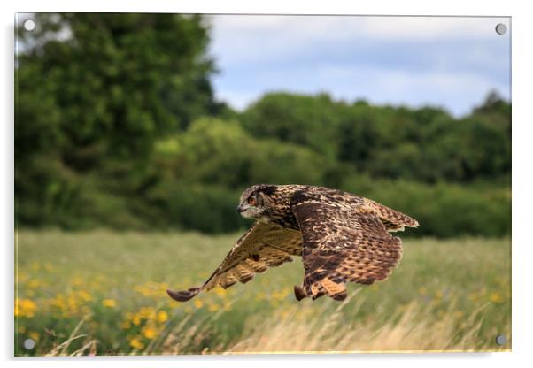 Eagle owl  Acrylic by chris smith