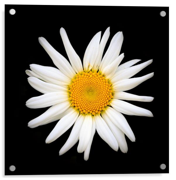 Oxeye daisy  Acrylic by chris smith