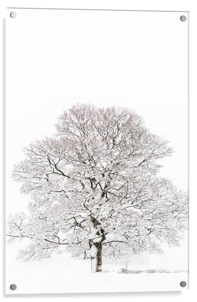 Winter Tree Acrylic by chris smith