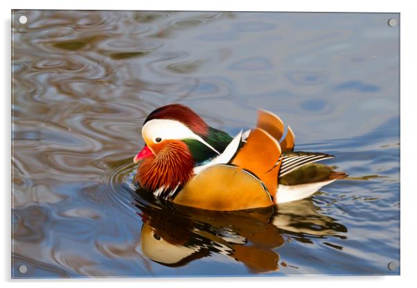 mandarin duck  Acrylic by chris smith