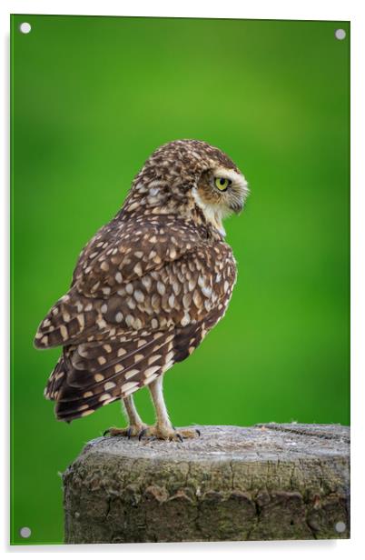 Burrowing owl (Athene cunicularia)  Acrylic by chris smith